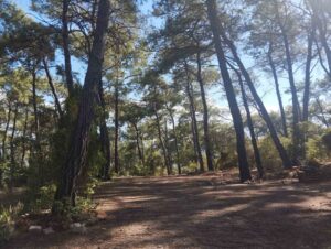 Akyaka Gökova Orman Parkı’nda temizlik ve elektrik yenileme çalışmaları başladı