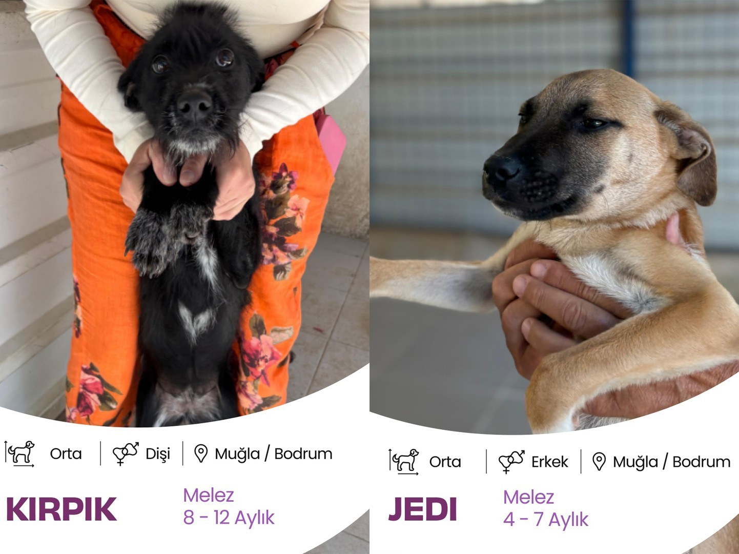 Bodrum Belediyesi, Bodrum Kent