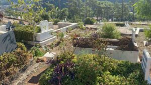 Marmaris’te yaban domuzlarının yeni adresi mezarlıklar