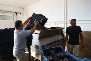 Muğla Büyükşehir’den bağcılığa modern dokunuş