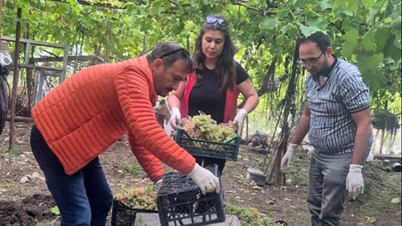 Seydikemer’de bazı üzümlerde yasaklı aktif madde tespit edildi Muğla Tarım ve Orman