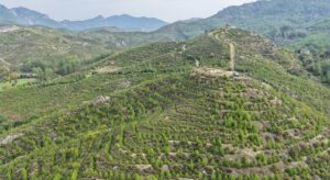 Dalaman’da 6 yıl önce dikilen fidanlar ormana dönüştü