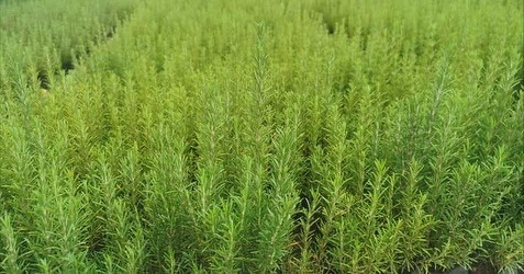 Muğla Tarım ve Orman