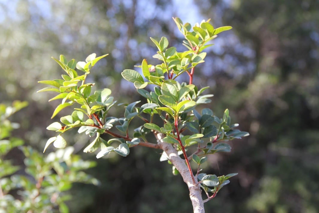 Muğla’da yüksek katma değerli