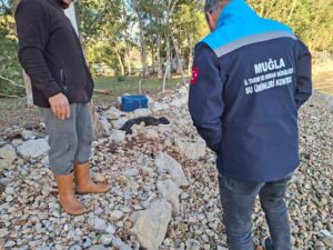 Balıkçıların kurtardığı yavru Akdeniz Foku yetkililere teslim edildi