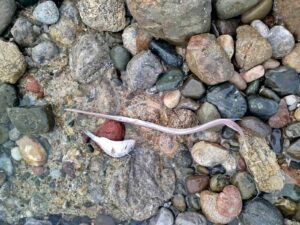 Datça’da sahilde görülen balık ölümlerinde tehlikeli bir bulguya rastlanmadı