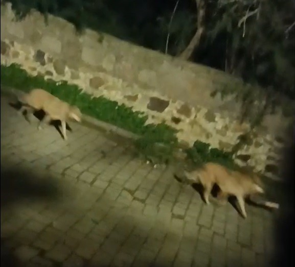 Muğla’nın Bodrum ilçesinde kurt