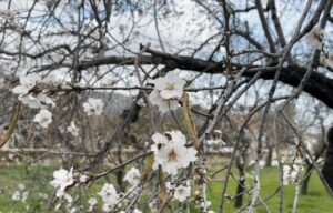 Datça’da badem ağaçları kış ortasında çiçek açtı