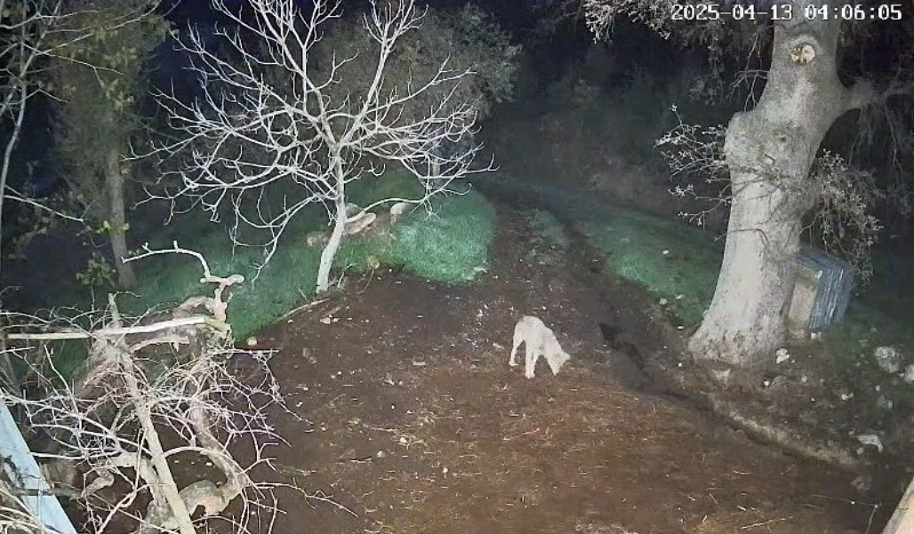 Muğla’nın Menteşe ilçesinde iddiaya