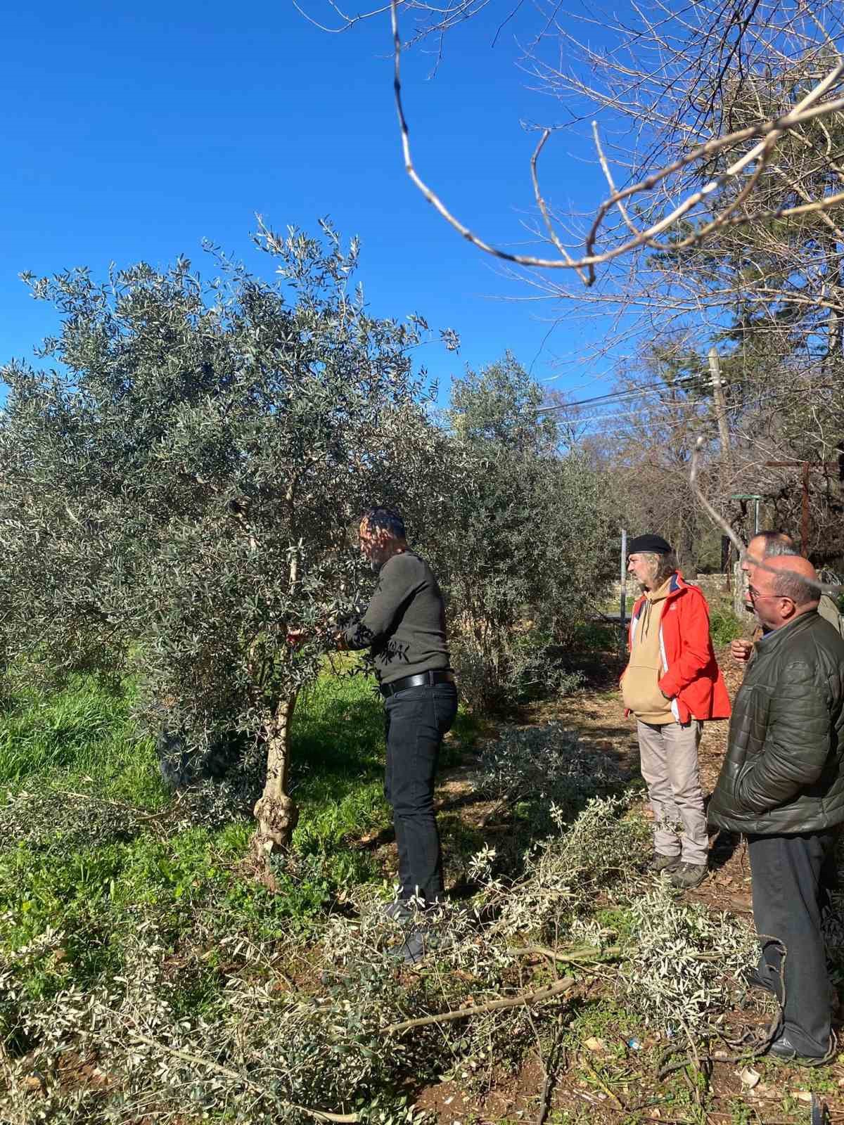 Muğla’nın Menteşe ilçesinde, zeytin ağaçlarında