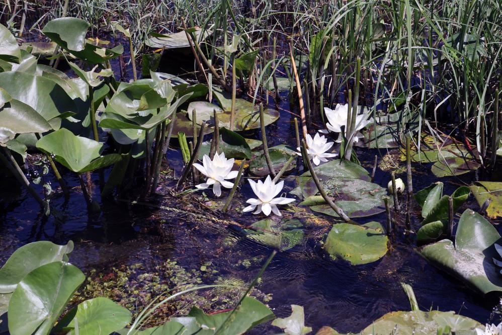 MSKÜ Fen Fakültesi Öğretim Üyeleri