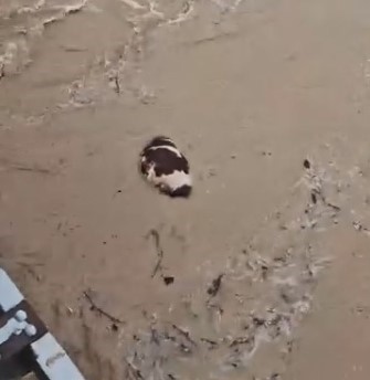 Muğla’nın Yatağan ilçesinde sel