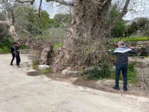 Bodrum’da 2 bin yıllık dev çınar keşfedildi