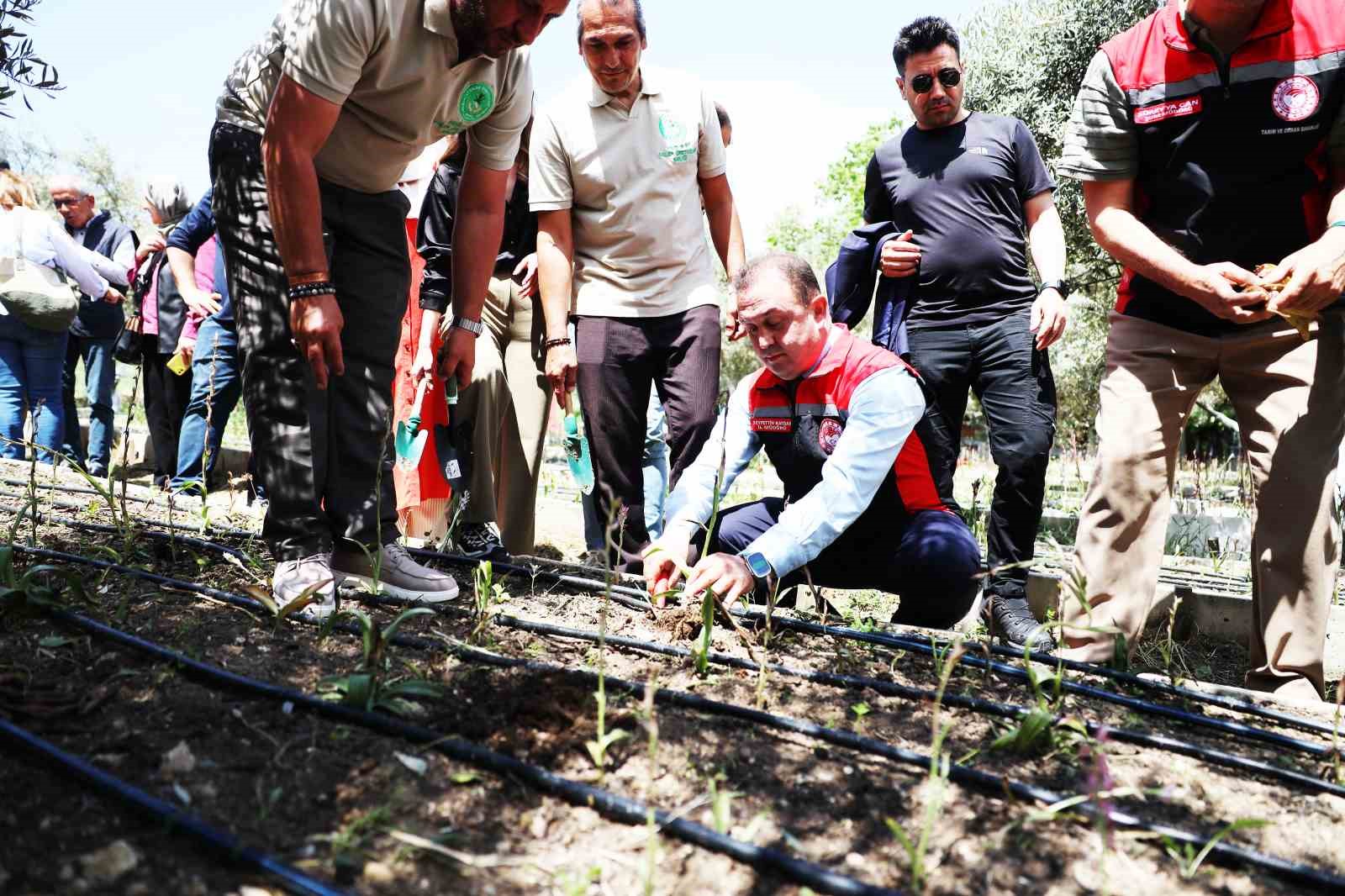 Muğla’da salep üretiminin merkezlerinden
