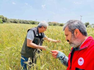 Menteşe’de ekipler sahada hastalık ve süne denetiminde