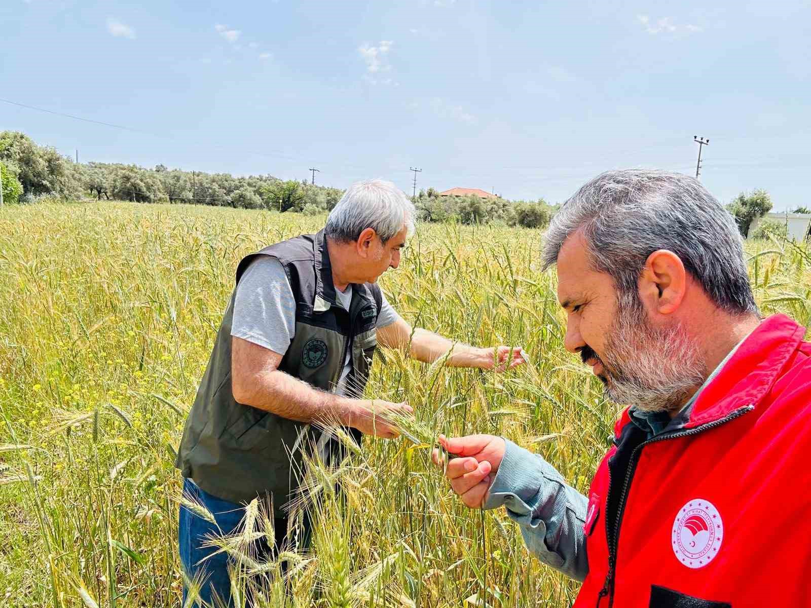 Menteşe İlçe Tarım ve