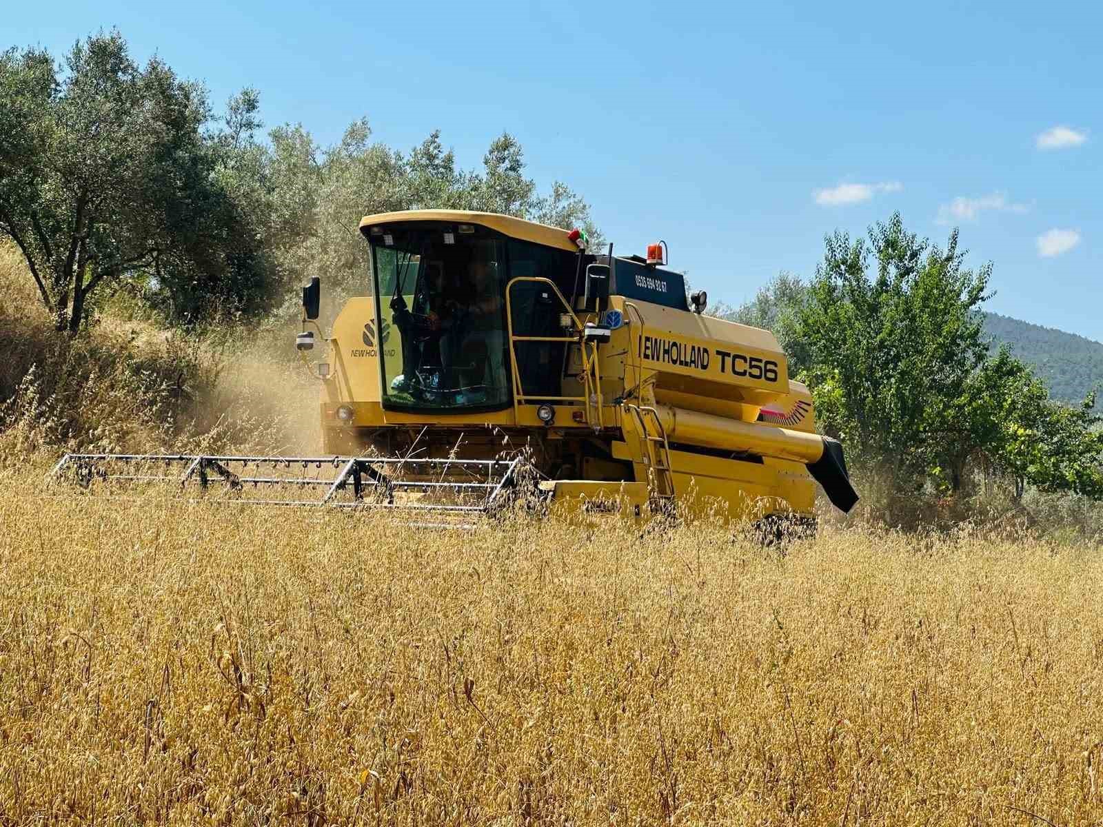 Muğla’nın Menteşe ilçesinde arpa ve